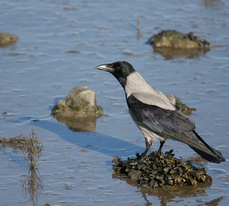 hooded-crow-standing-on-seaweed-tussock-in-estuary