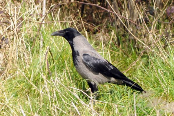 hooded-crow-standing-in-long-grass