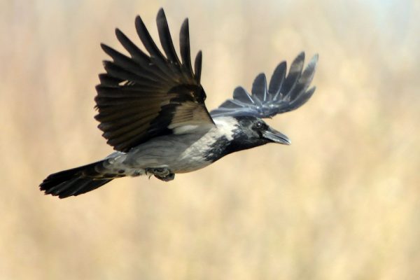 hooded-crow-in-flight