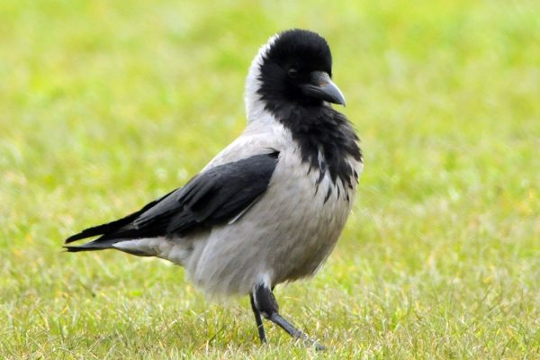 hooded-crow-striding-across-grass