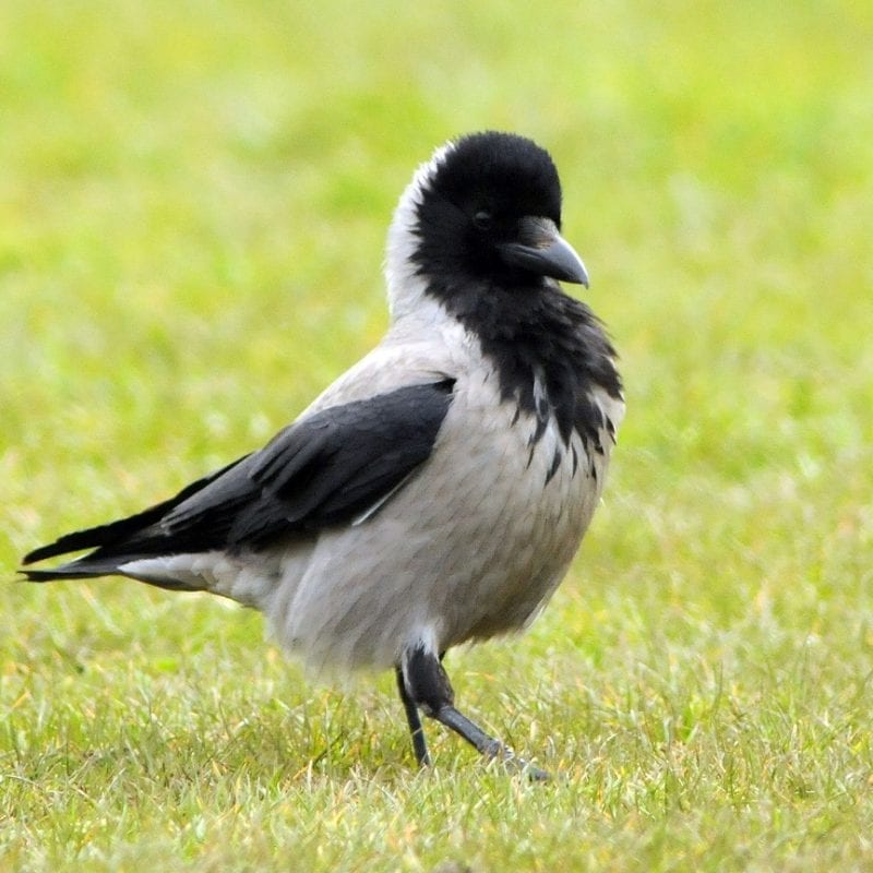 hooded-crow-striding-across-grass