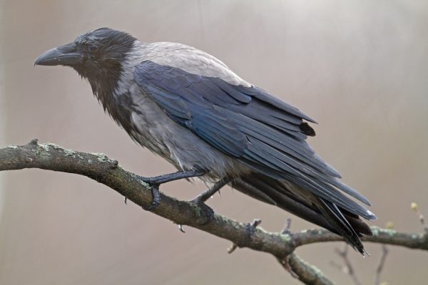 hooded-crow-perched-in-the-rain