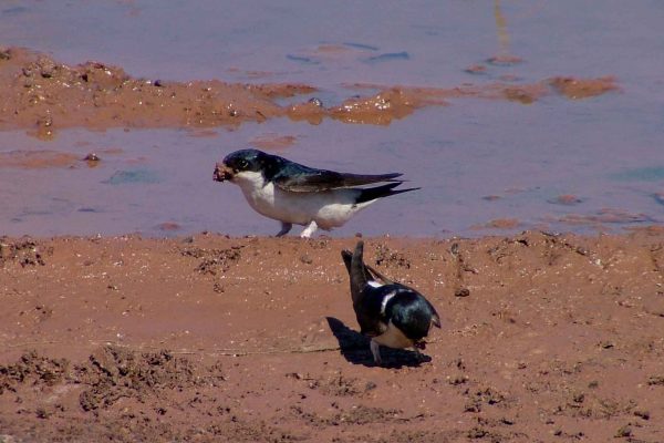 house-martin-collecting-mud-for-nest-building