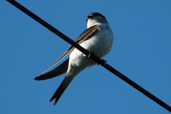 house-martin-juvenile-perched-on-electric-cable