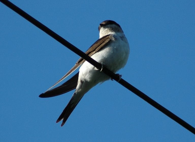 Spectacle of Migration - Swifts, Swallows & Martins - BirdWatch Ireland