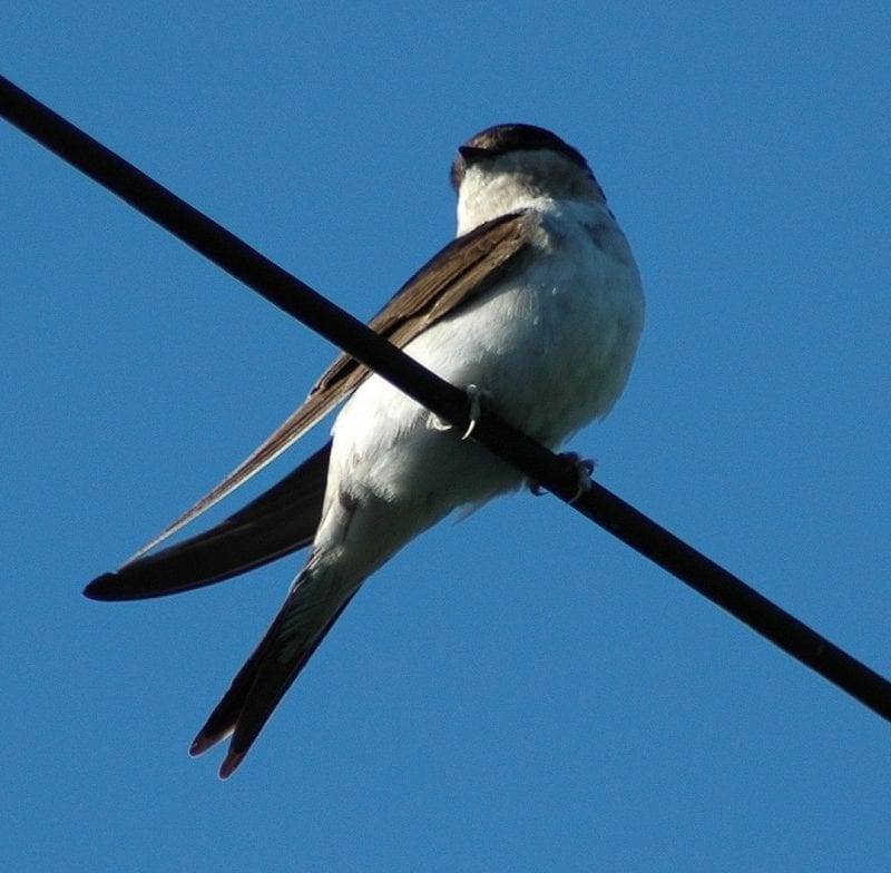 house-martin-juvenile-perched-on-electric-cable