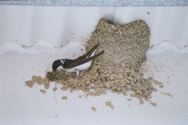 house-martin-nest-building