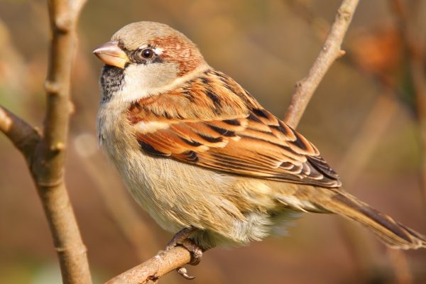 house-sparrow-perched-on-branch