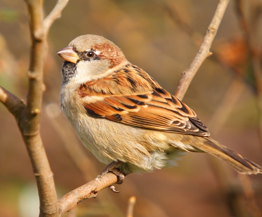 house-sparrow-perched-on-branch