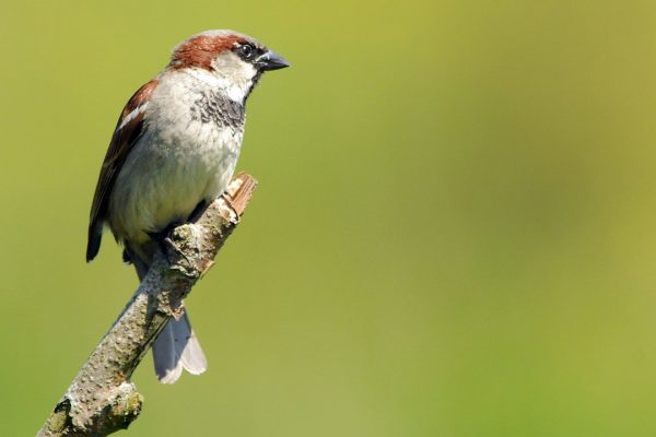 house-sparrow-perched-on-stick