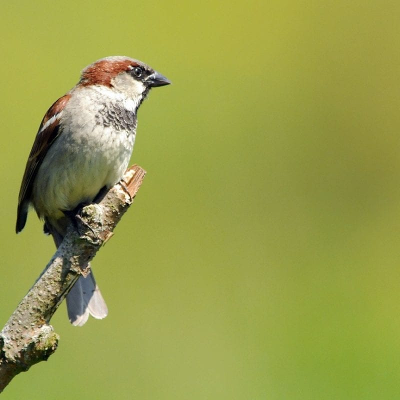 house-sparrow-perched-on-stick