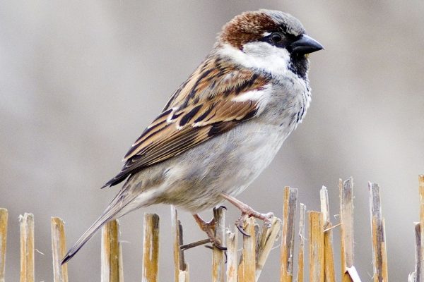 house-sparrow-male-perched-on-wicker-fence