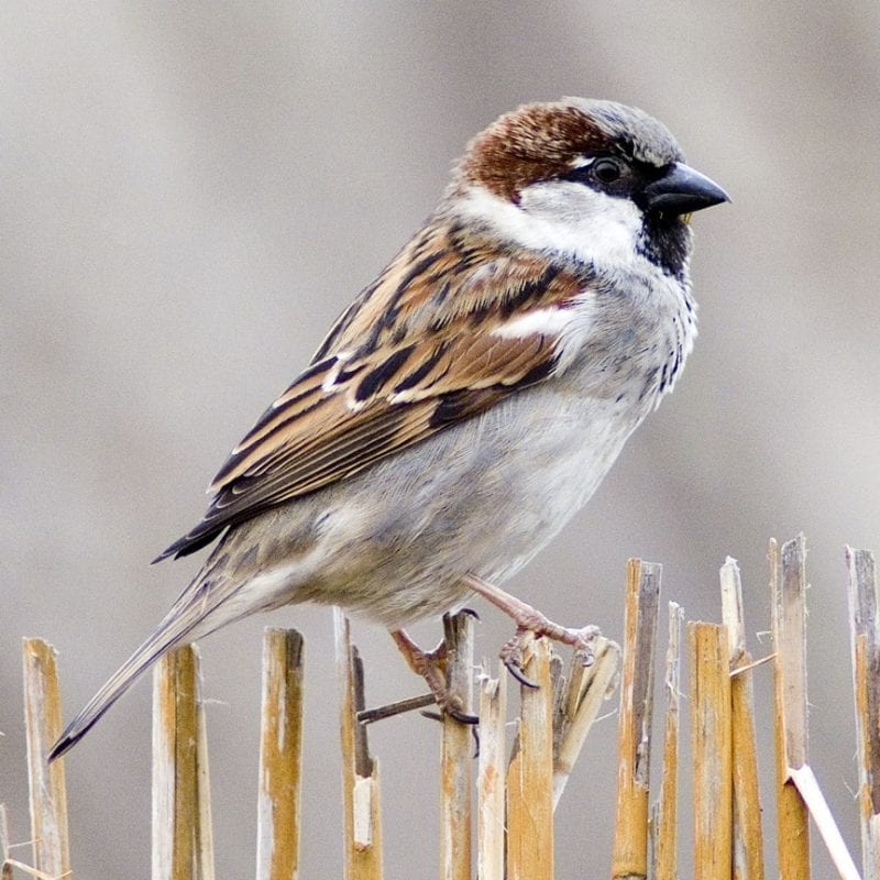 house-sparrow-male-perched-on-wicker-fence