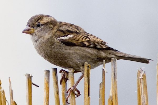 house-sparrow-female-perched-on-wicker-fence