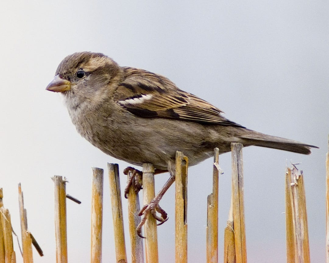 house-sparrow-female-perched-on-wicker-fence