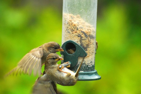 house-sparrow-juveniles-at-feeder