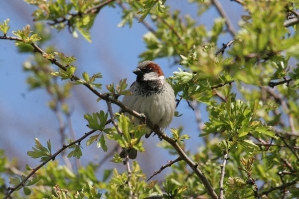 house-sparrow-perched-in-hawthorn