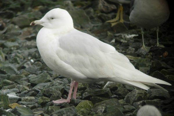 iceland-gull-standing-on-stoney-ground