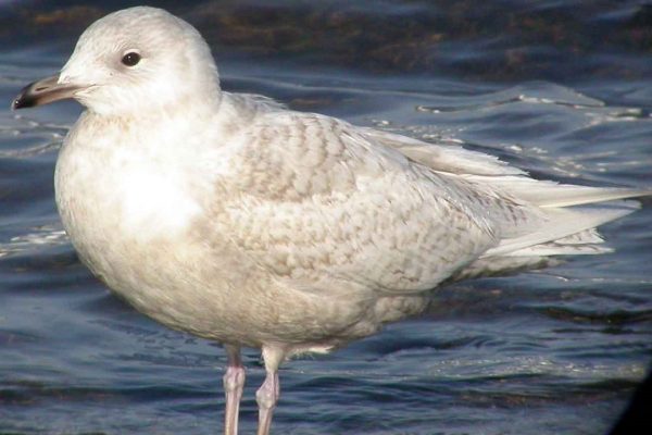 iceland-gull-first-winter-plumage