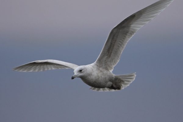 iceland-gull-in-flight