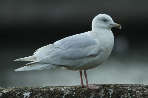 iceland-gull-standing-on-wall