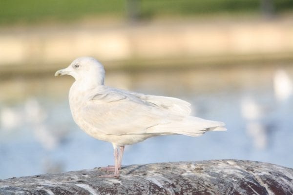 iceland-gull-standing-on-wall