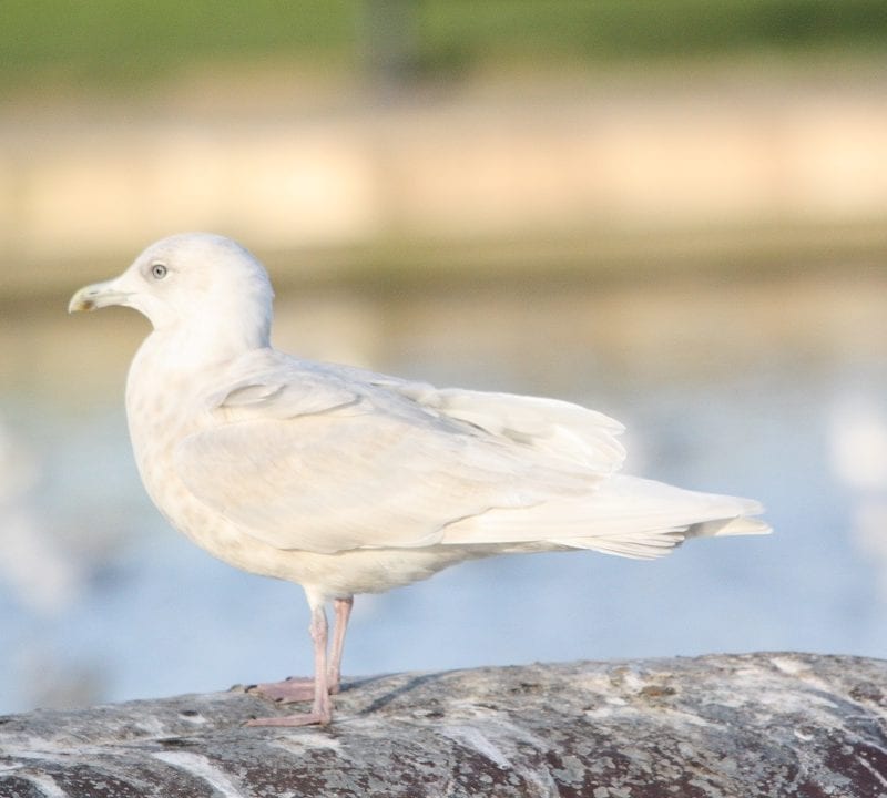 iceland-gull-standing-on-wall