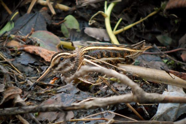 Jack Snipe (Niall T Keogh)