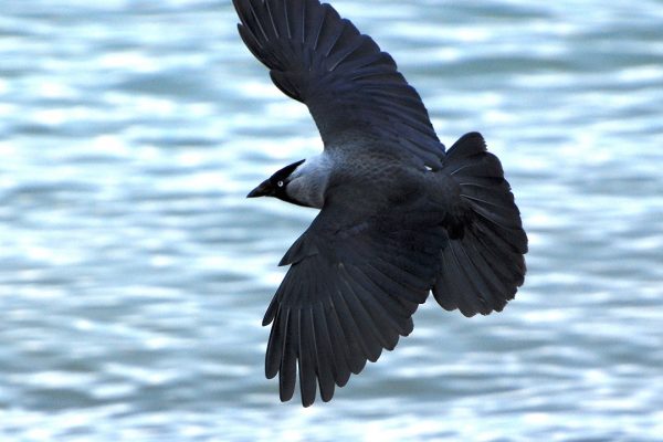 jackdaw-in-flight-over-water