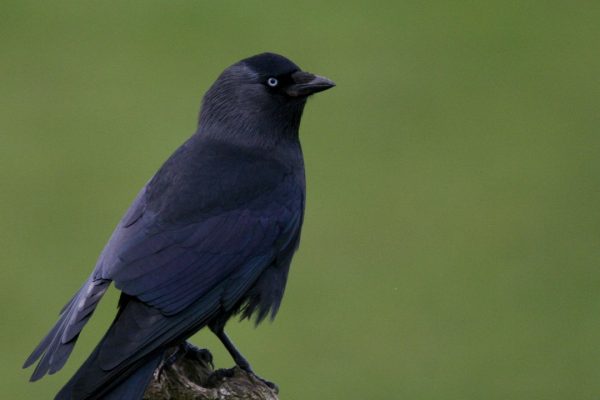 jackdaw-perched-on-branch-green-background