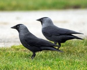two-jackdaws-standing-side