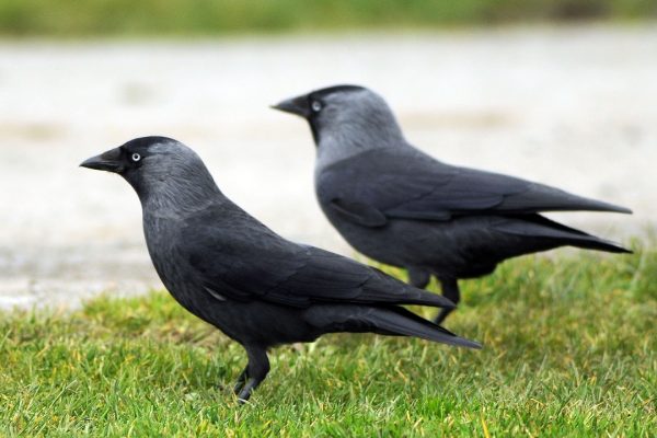 two-jackdaws-standing-side