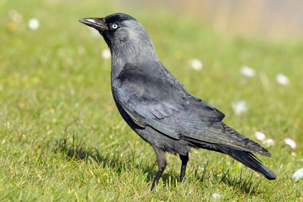 jackdaw-standing-on-grass-hillside