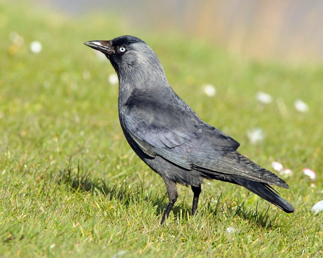 jackdaw-standing-on-grass-hillside