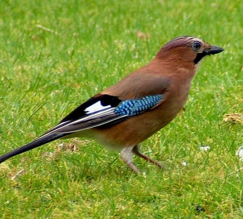 jay-standing-in-grass