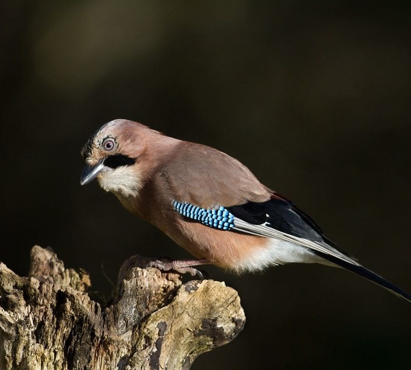 jay-perched-on-stump