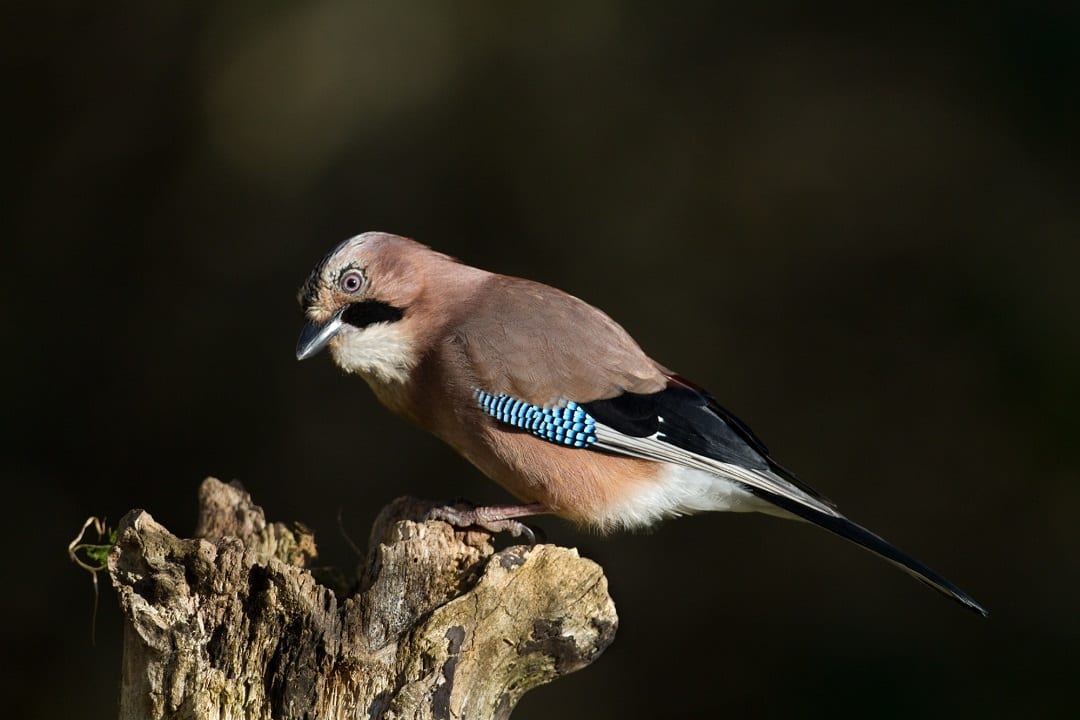 jay-perched-on-stump