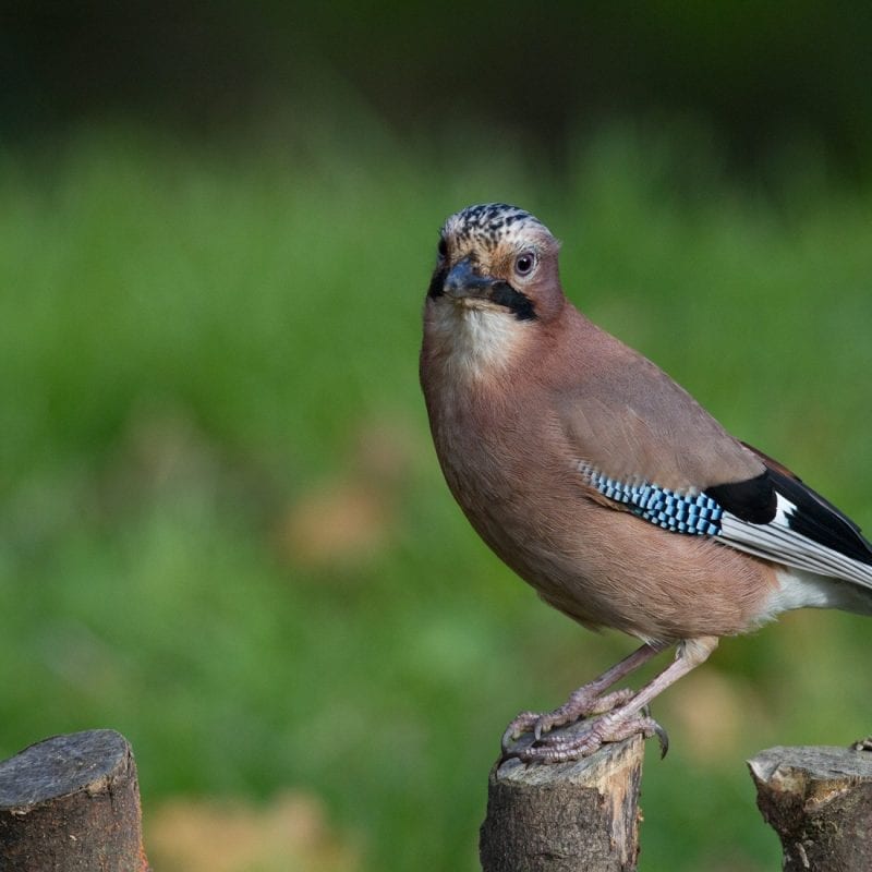 jay-standing-on-fence-post