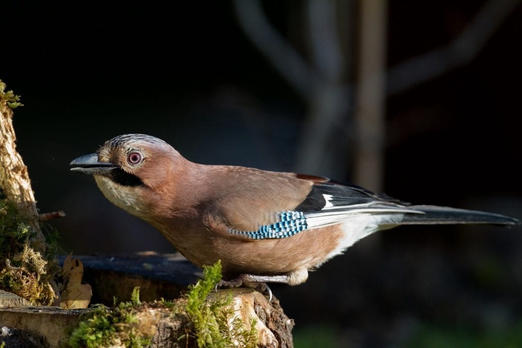 jay-drinking-from-hollow-tree-trunk