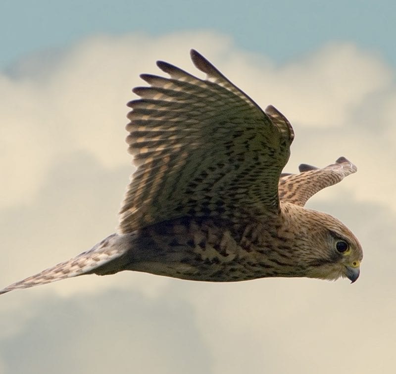 kestrel-close-up-in-flight