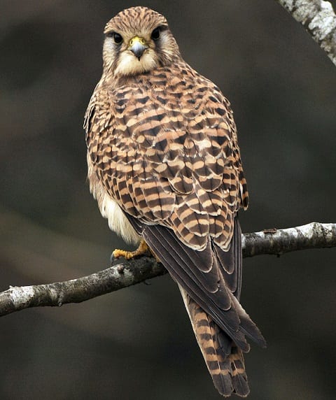 kestrel-perched-on-branch-looking-back