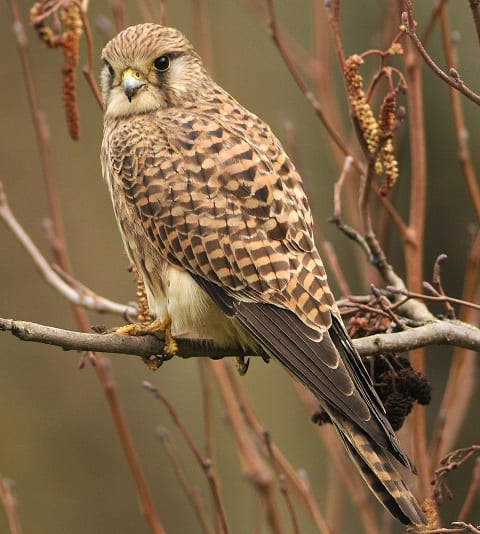 kestrel-perched-in-alder-tree