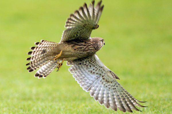 kestrel-manouvering-flight