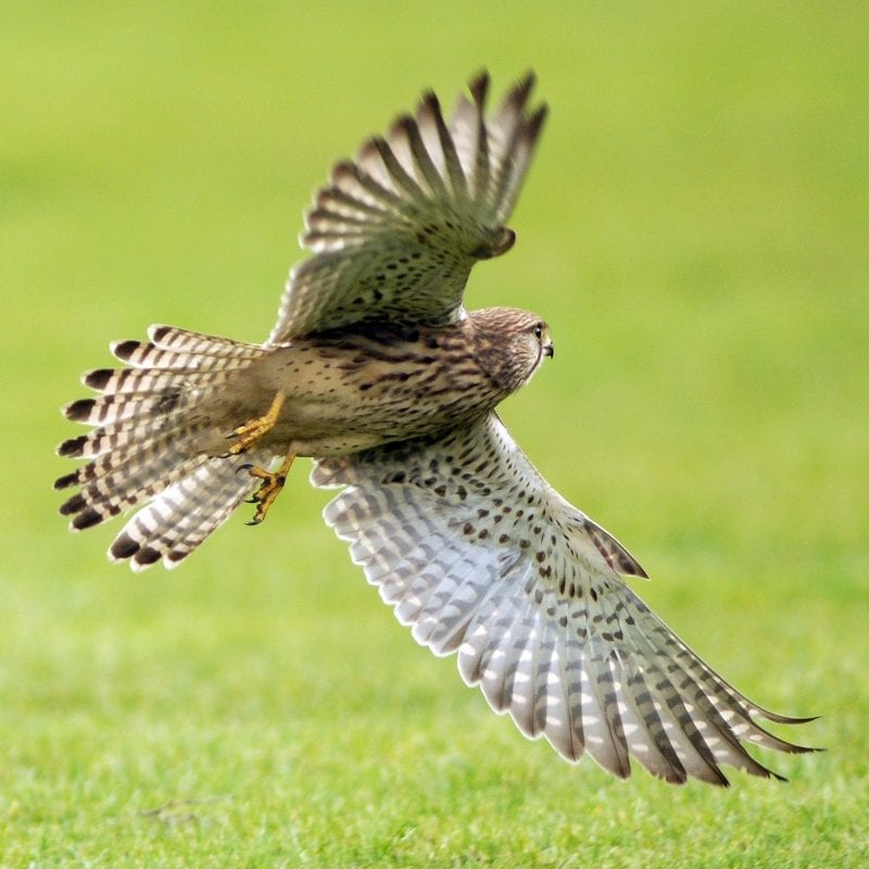 kestrel-manouvering-flight