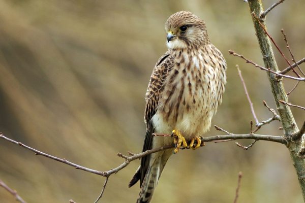 kestrel-perching