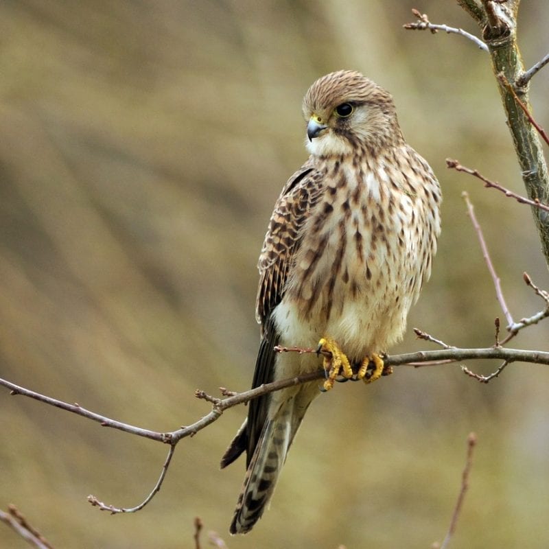 kestrel-perching