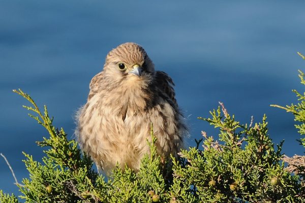 kestrel-juvenile-perched