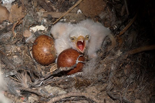 kestrel-nestling-in-the-nest-with-eggs