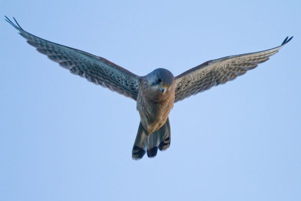 kestrel-in-flight-hunting