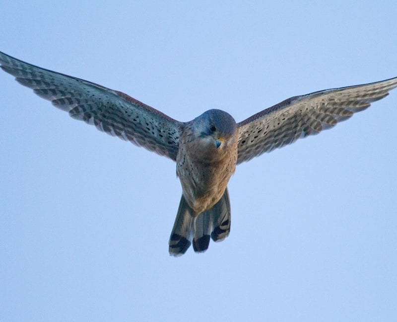 kestrel-in-flight-hunting